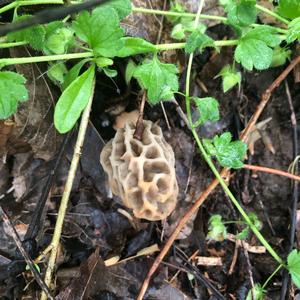 Yellow Morel