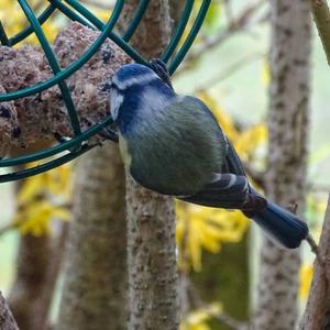 Blue Tit