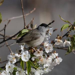 Blackcap