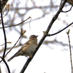 Eurasian Chaffinch