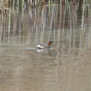 Little Grebe