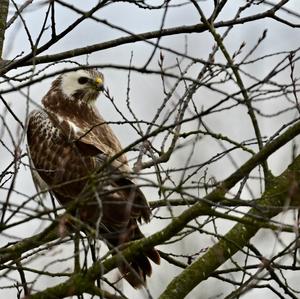 Common Buzzard