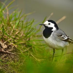 White Wagtail