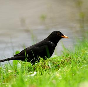 Eurasian Blackbird