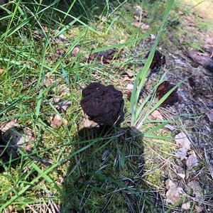 Conifer False Morel