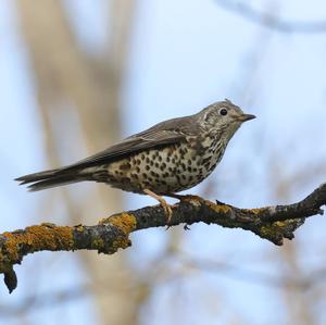 Mistle Thrush