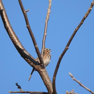 Song Sparrow