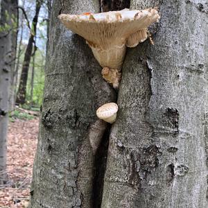 Unbekannte Art