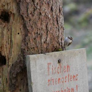 Eurasian Treecreeper