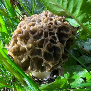 Yellow Morel