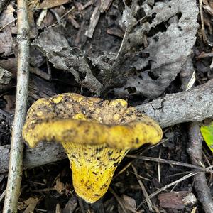 Chanterelle, Common