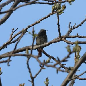 Black Redstart