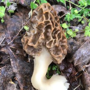 Yellow Morel