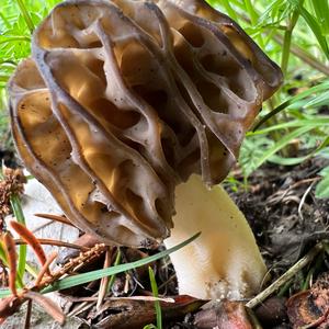 Half-free Morel