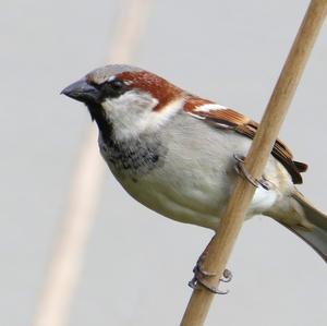 House Sparrow