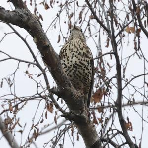 Mistle Thrush