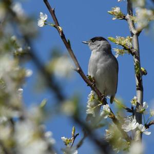 Blackcap