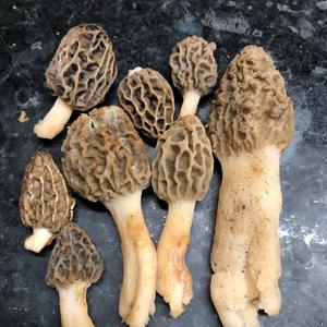 Yellow Morel