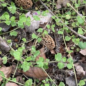 Yellow Morel