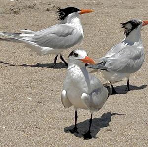 Royal Tern