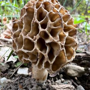 Yellow Morel