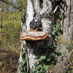 Red-belted Polypore