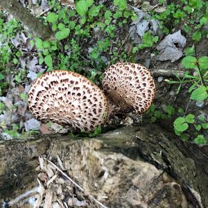 Dryad`s Saddle