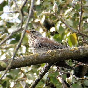 Fieldfare