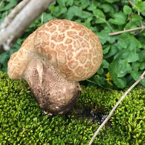 Dryad`s Saddle