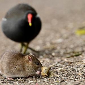 Common Moorhen