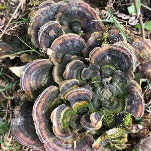 Turkey-tail