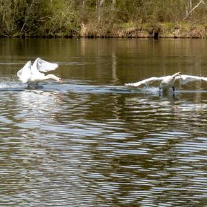 Mute Swan