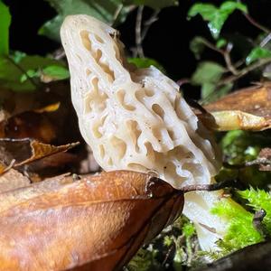 Black Morel