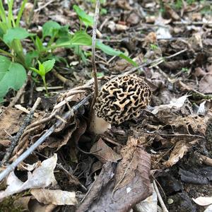 Yellow Morel