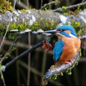 Eisvogel