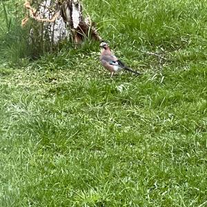 Eurasian Jay