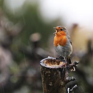 European Robin