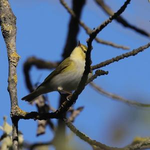 Wood Warbler