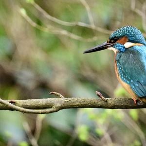 Common Kingfisher