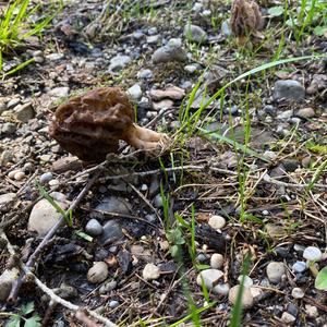 Black Morel