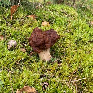 Conifer False Morel