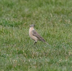 Water Pipit