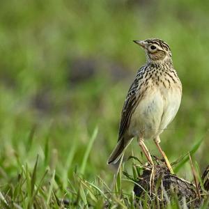 Eurasian Skylark