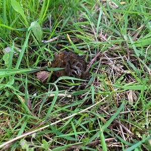 Half-free Morel