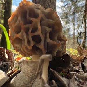 Yellow Morel