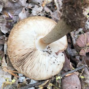 Fawn Mushroom