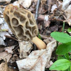 Yellow Morel