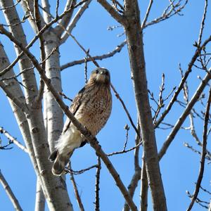 Red-shouldered Hawk