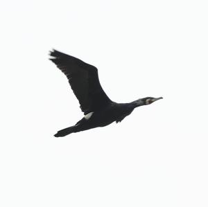 Great Cormorant