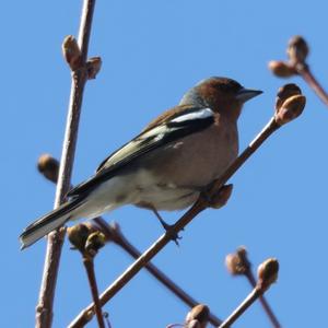 Eurasian Chaffinch